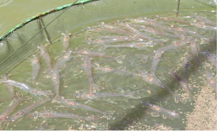 湖南全力邦生物科技有限公司,湖南養殖技術服務,湖南水產養殖投入品，湖南全力邦