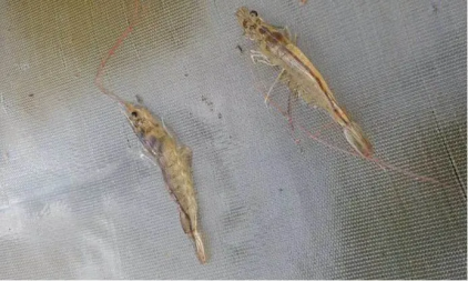 湖南全力邦生物科技有限公司,湖南養殖技術服務,湖南水產養殖投入品，湖南全力邦