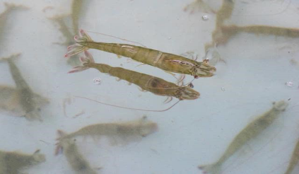 湖南全力邦生物科技有限公司,湖南養(yǎng)殖技術(shù)服務(wù),湖南水產(chǎn)養(yǎng)殖投入品，湖南全力邦