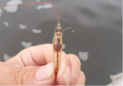 湖南全力邦生物科技有限公司,湖南養殖技術服務,湖南水產養殖投入品，湖南全力邦