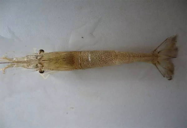 湖南全力邦生物科技有限公司,湖南養殖技術服務,湖南水產養殖投入品，湖南全力邦